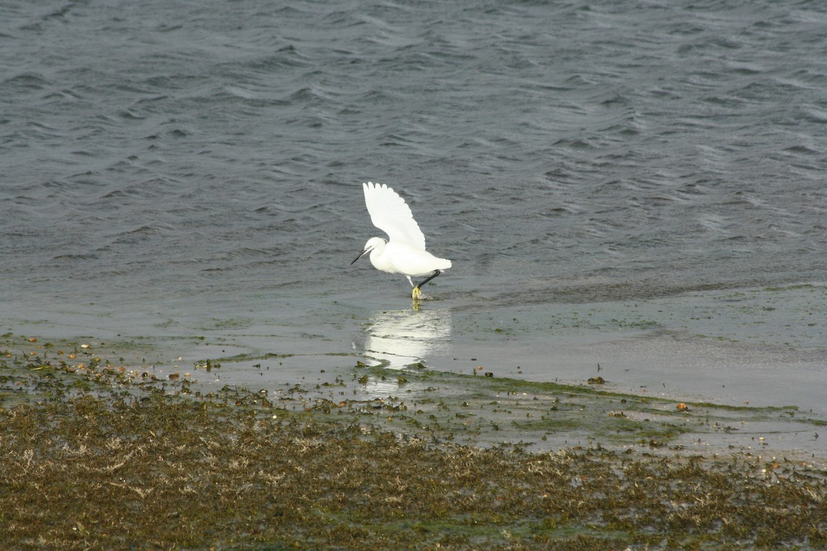 volavka stříbřitá - ML646459509