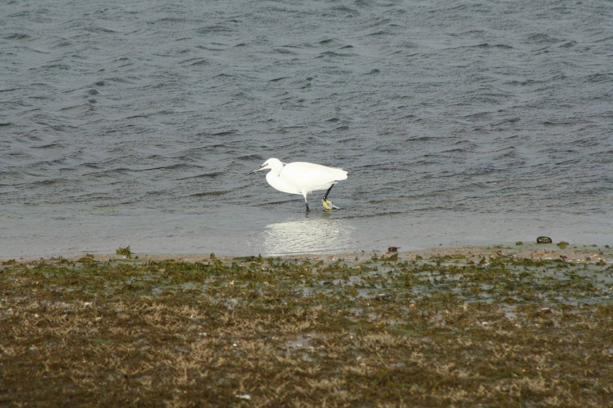 volavka stříbřitá - ML646459510