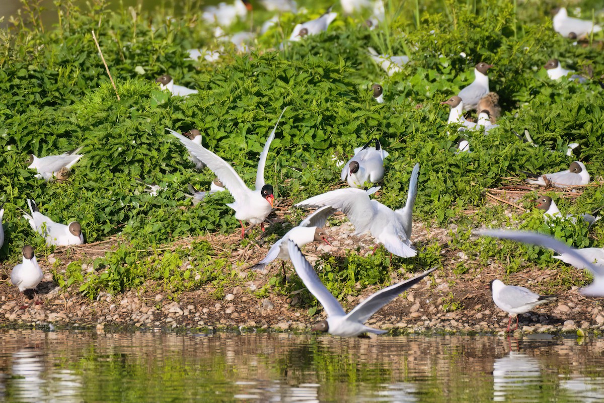 racek černohlavý - ML646459511