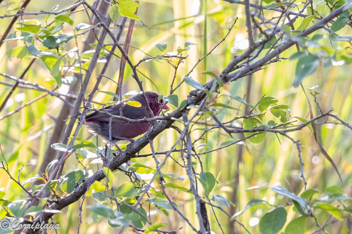 Bar-breasted Firefinch - ML646459514