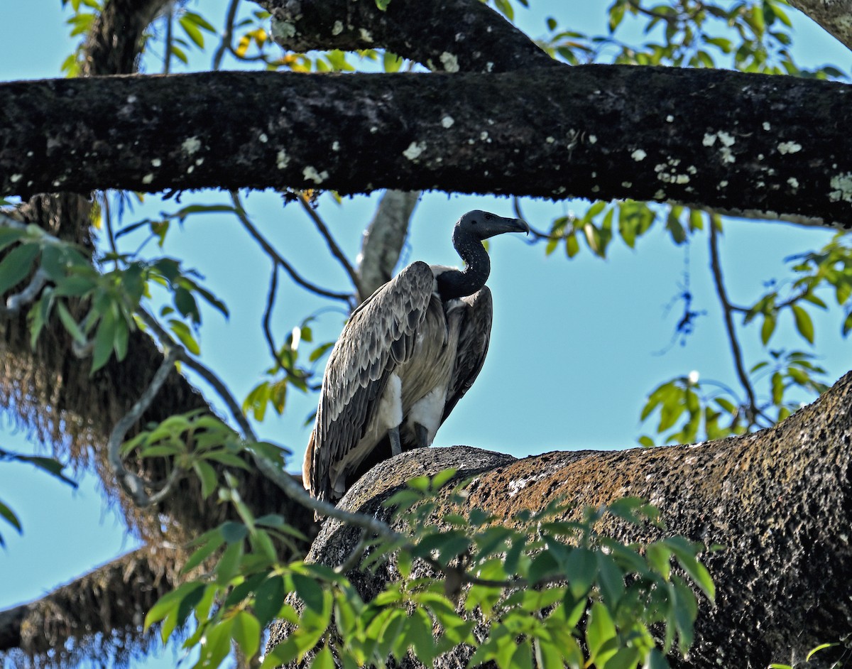 Slender-billed Vulture - ML646459515