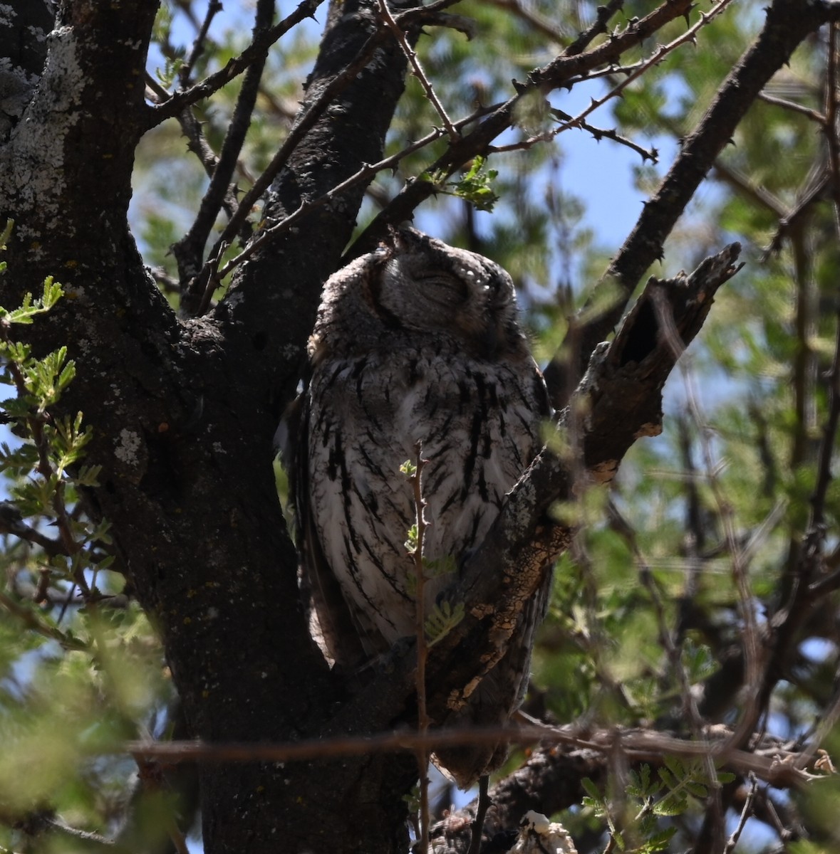 výreček africký (ssp. senegalensis) - ML646459516