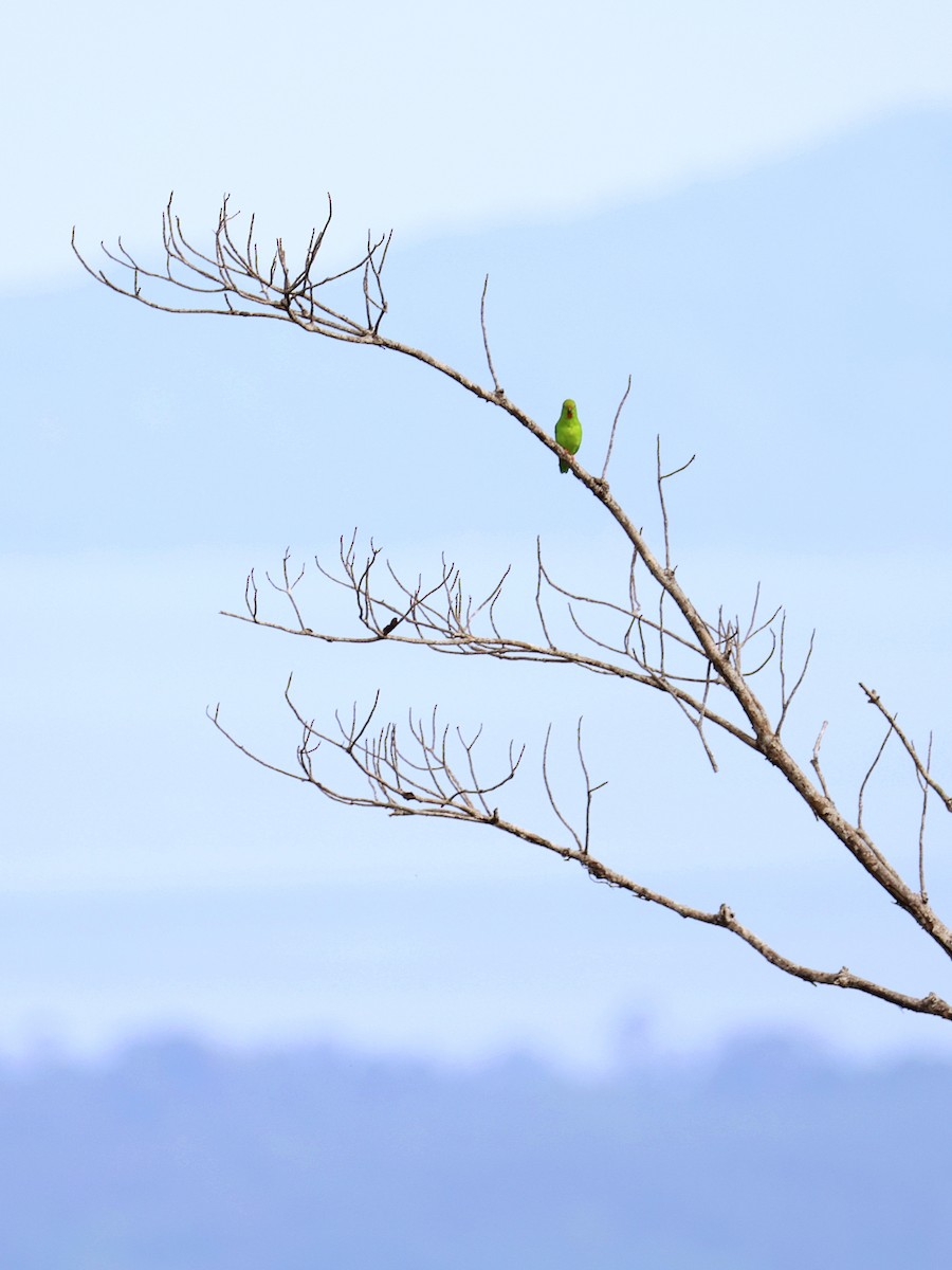 Selebes Küçük Cennet Papağanı - ML646459517