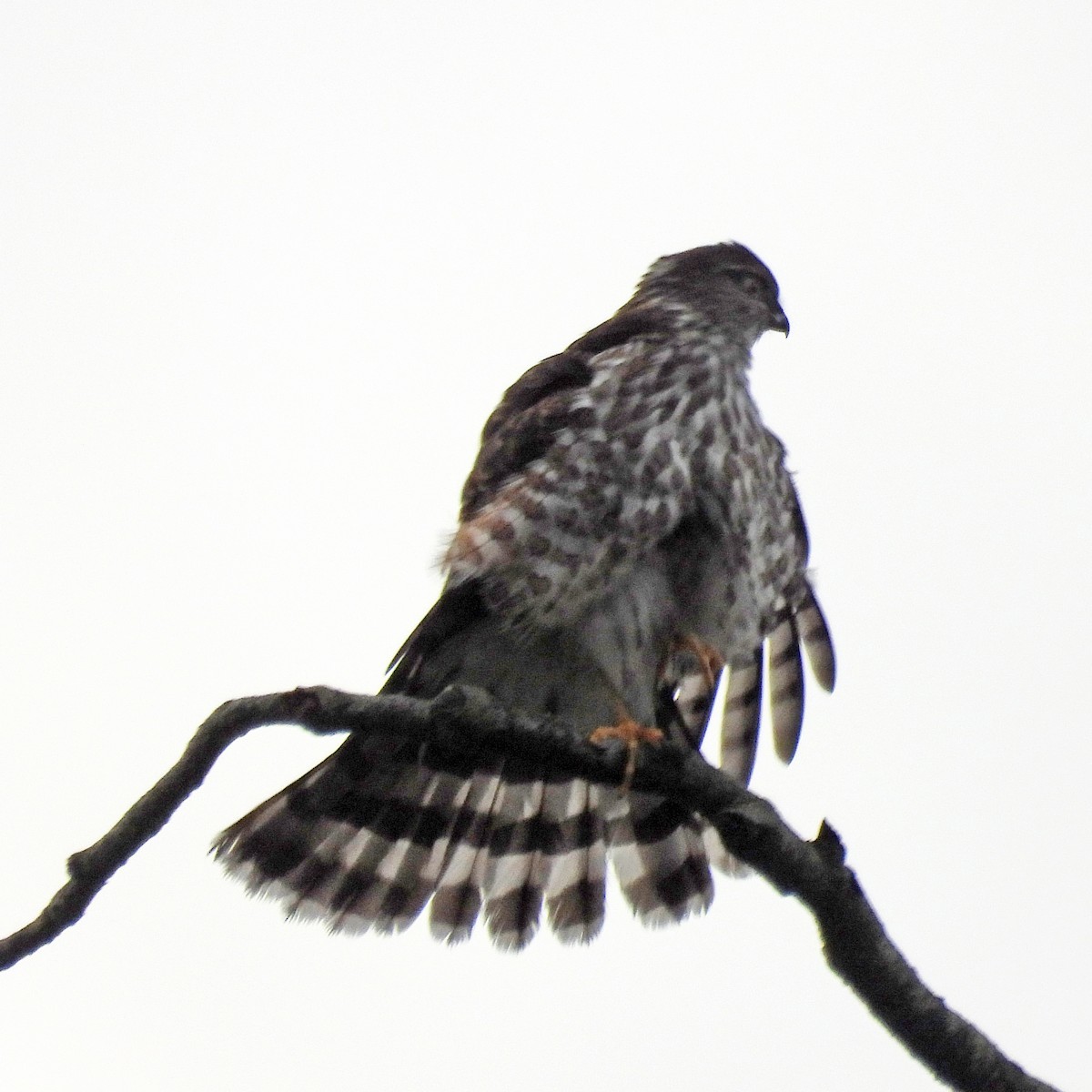 krahujec americký - ML646459518