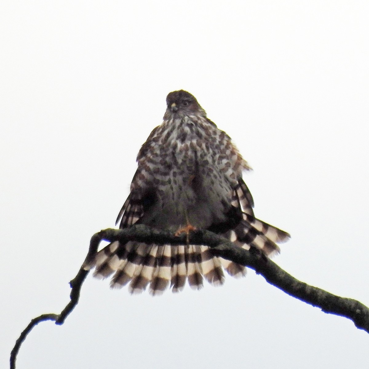 krahujec americký - ML646459519