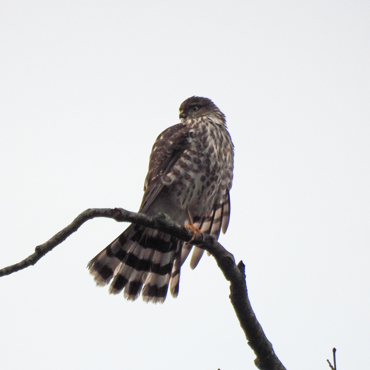 krahujec americký - ML646459520