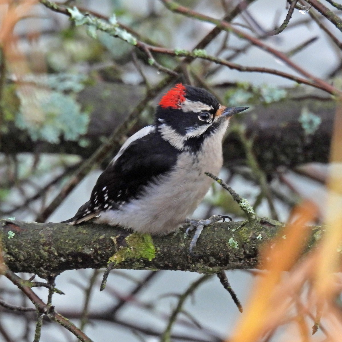 strakapoud osikový - ML646459528