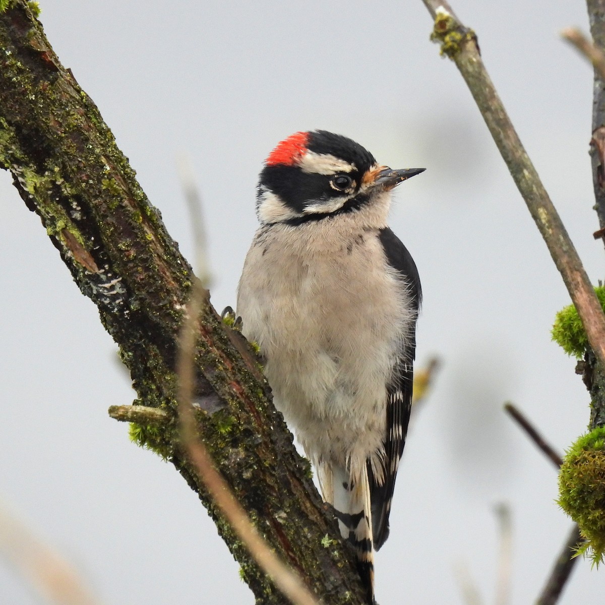 strakapoud osikový - ML646459529