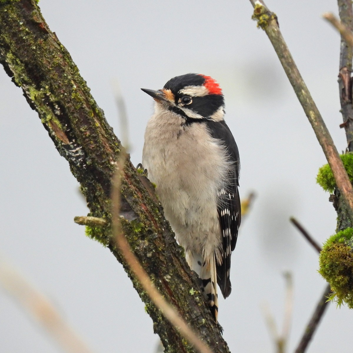 strakapoud osikový - ML646459530