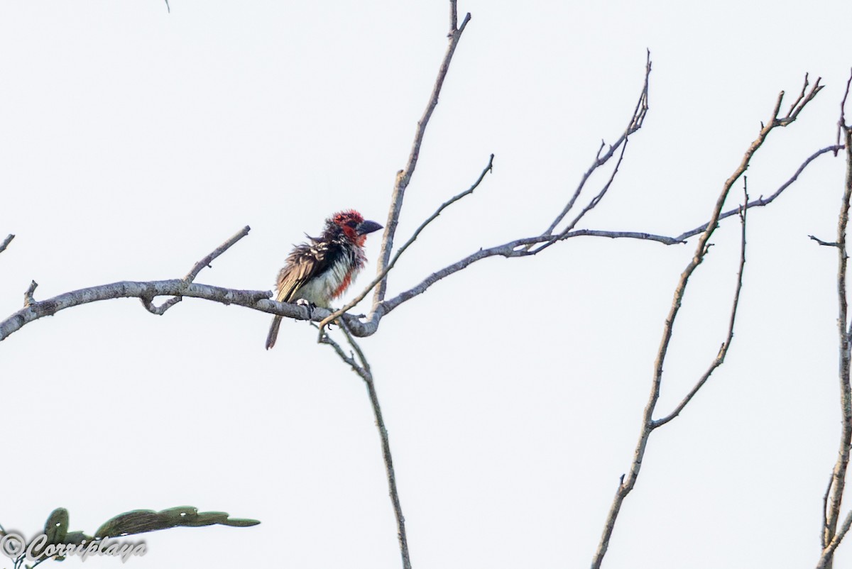 Vieillot's Barbet - ML646459531