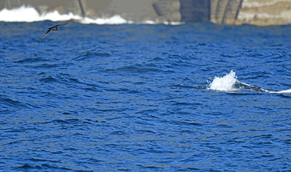 Short-tailed Shearwater - ML646459532