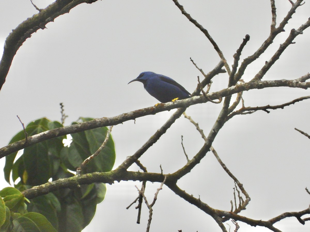 Shining Honeycreeper - ML646459534