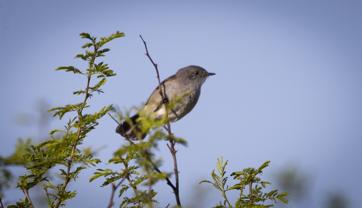 Sooty Tyrannulet - ML646459535
