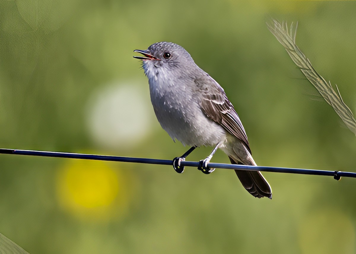 Sooty Tyrannulet - ML646459536