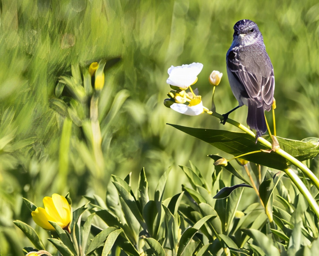 Sooty Tyrannulet - ML646459537