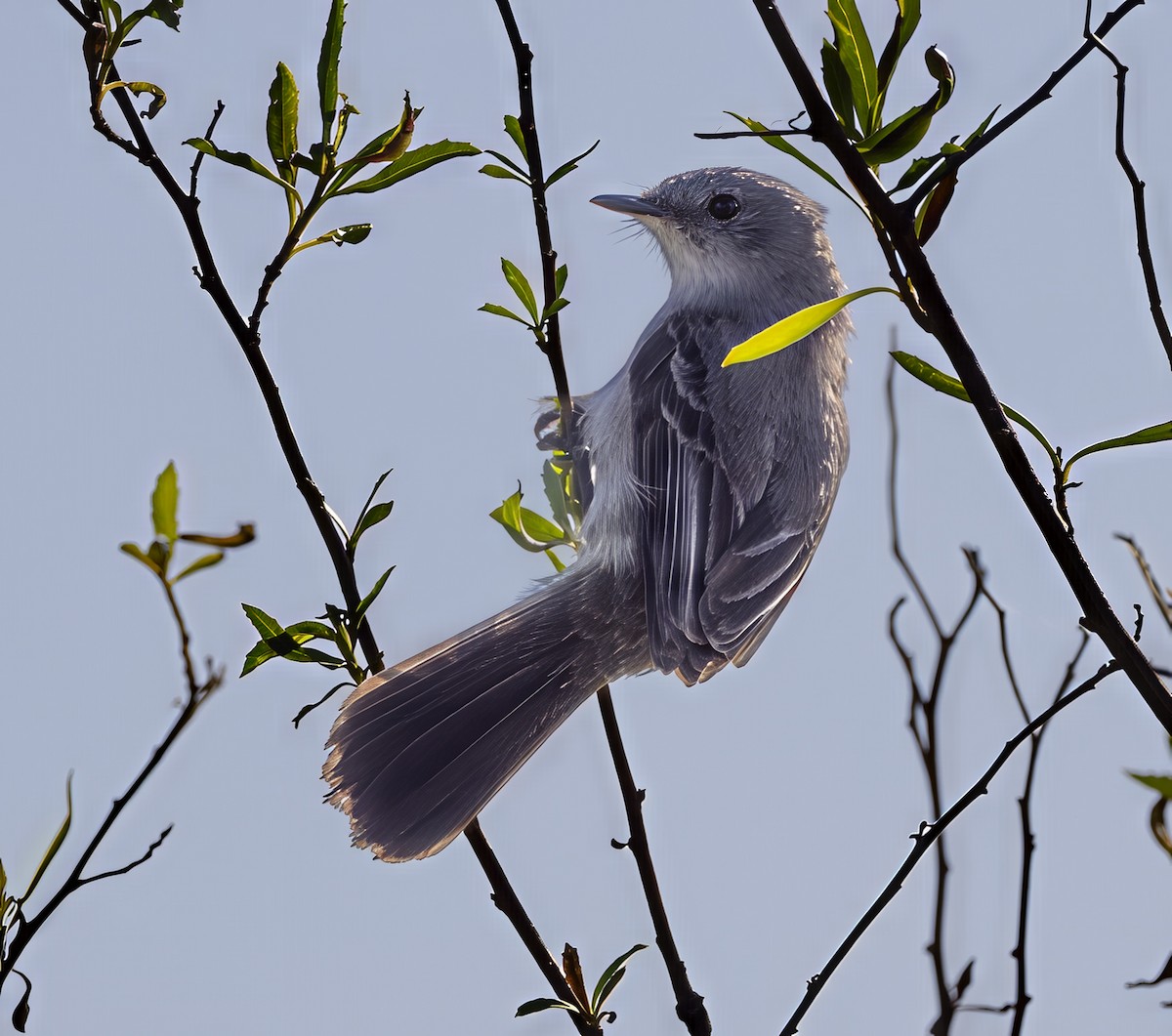 Sooty Tyrannulet - ML646459539