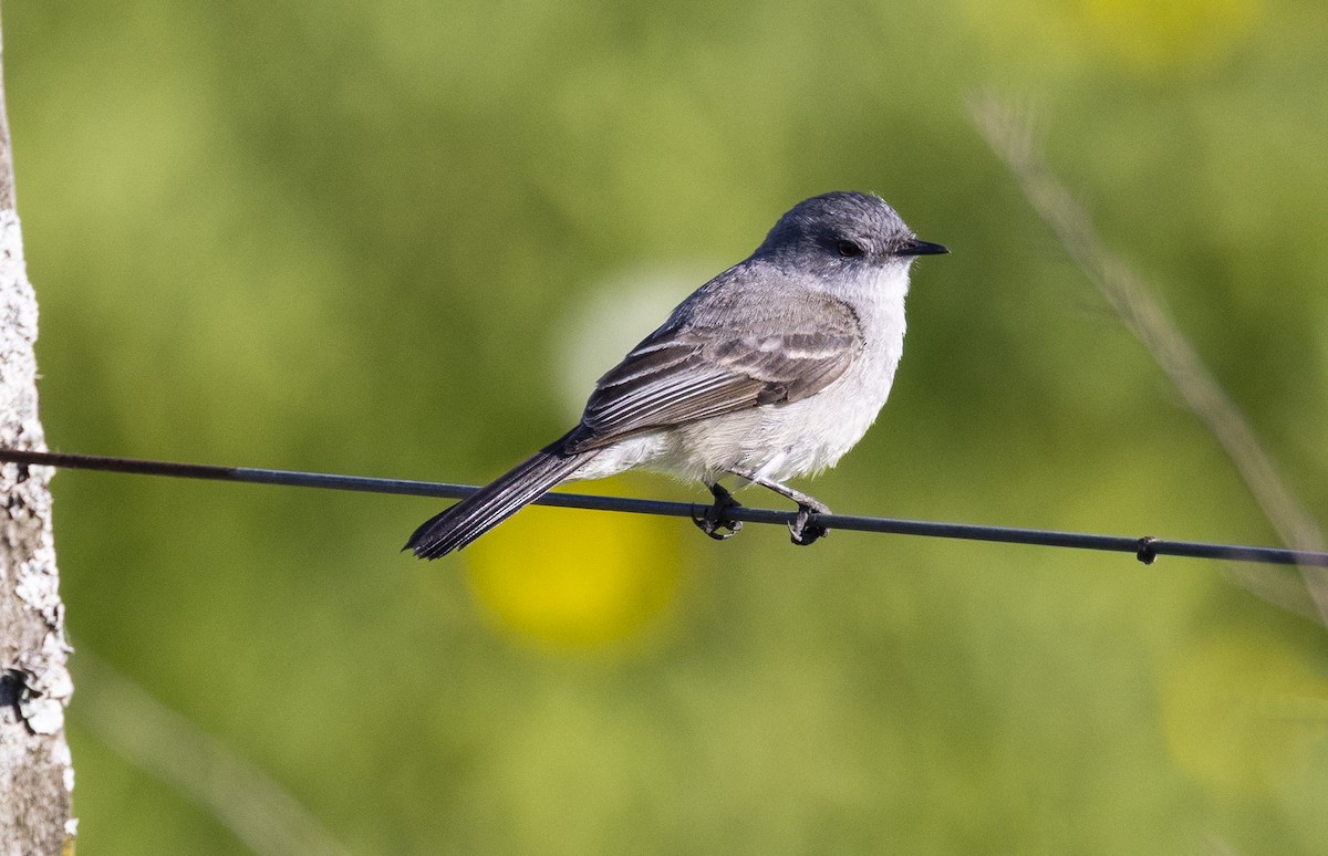 Sooty Tyrannulet - ML646459540