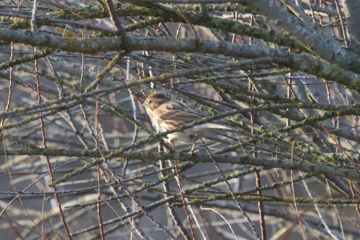 strnad rákosní - ML646459541