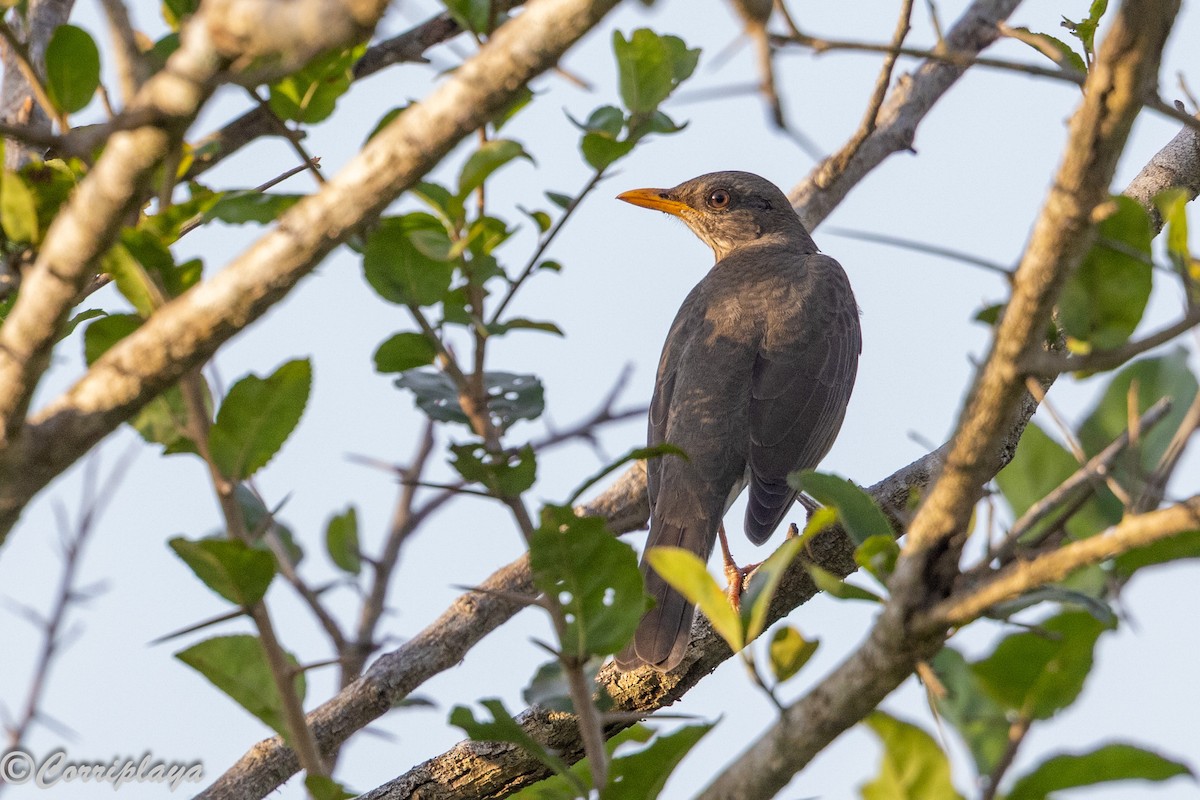 African Thrush - ML646459542