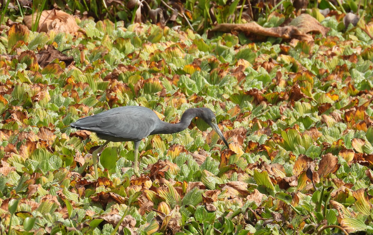 Little Blue Heron - ML646459543