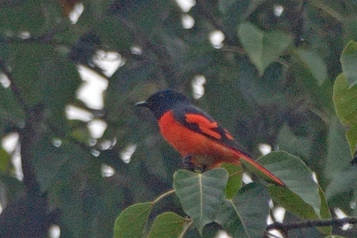 Scarlet Minivet - ML646459544