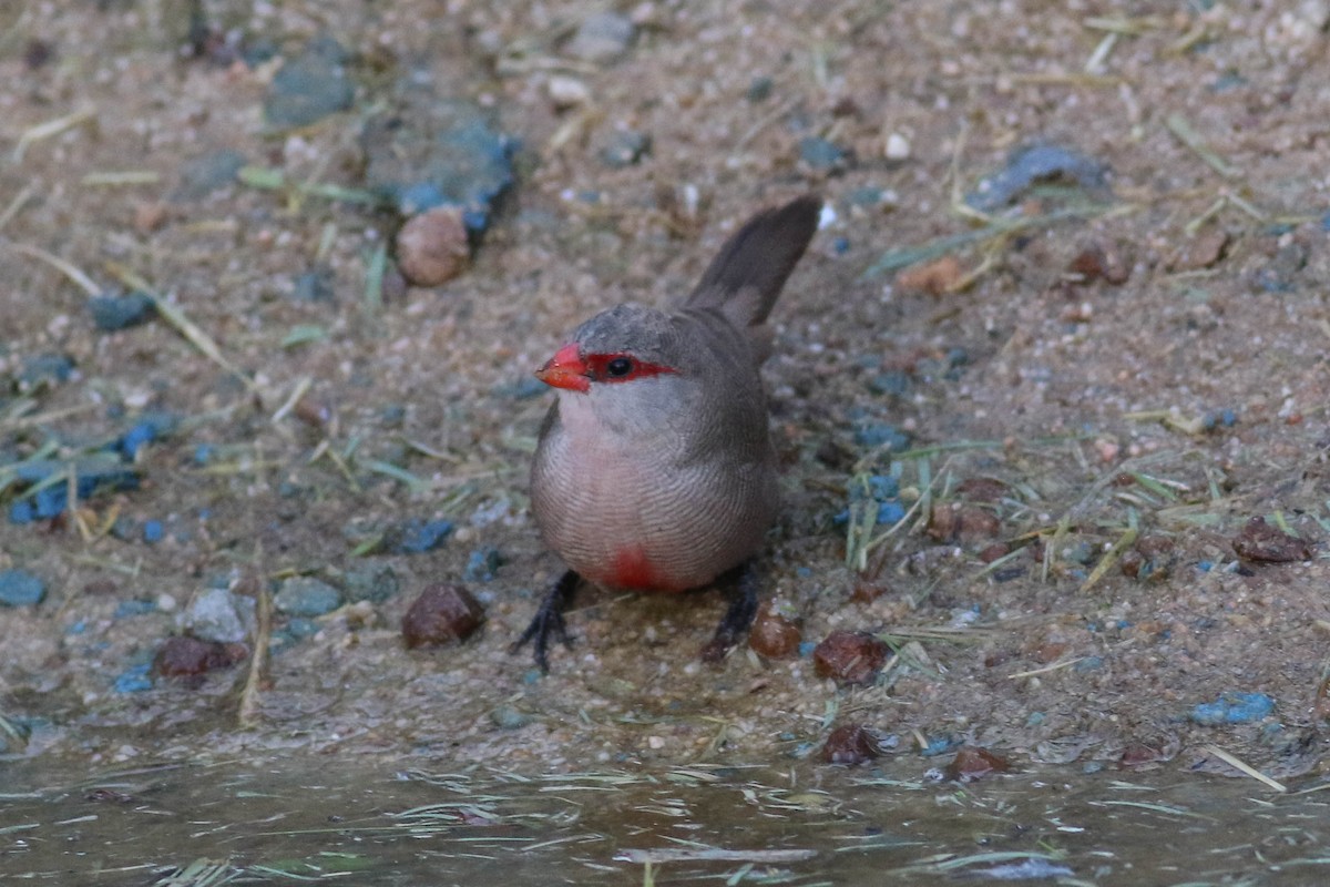 astrild vlnkovaný - ML646459545