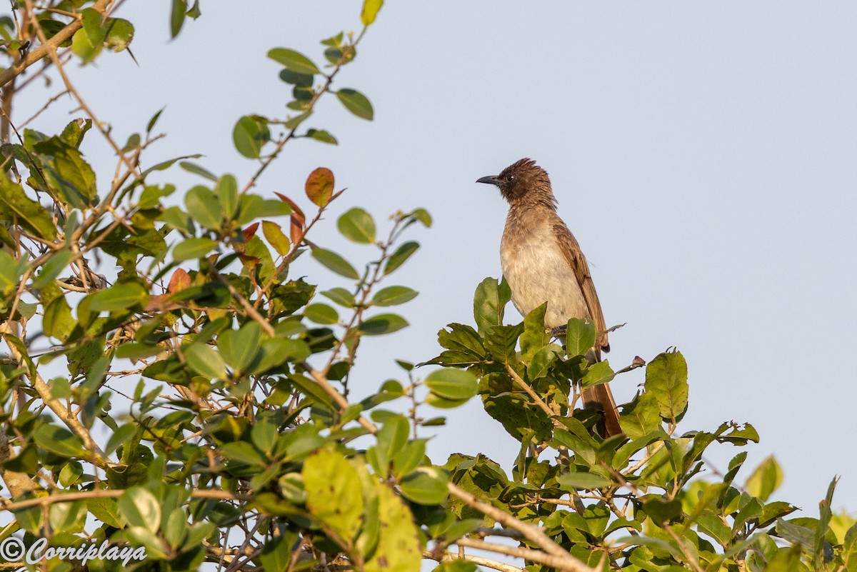 Common Bulbul - ML646459546