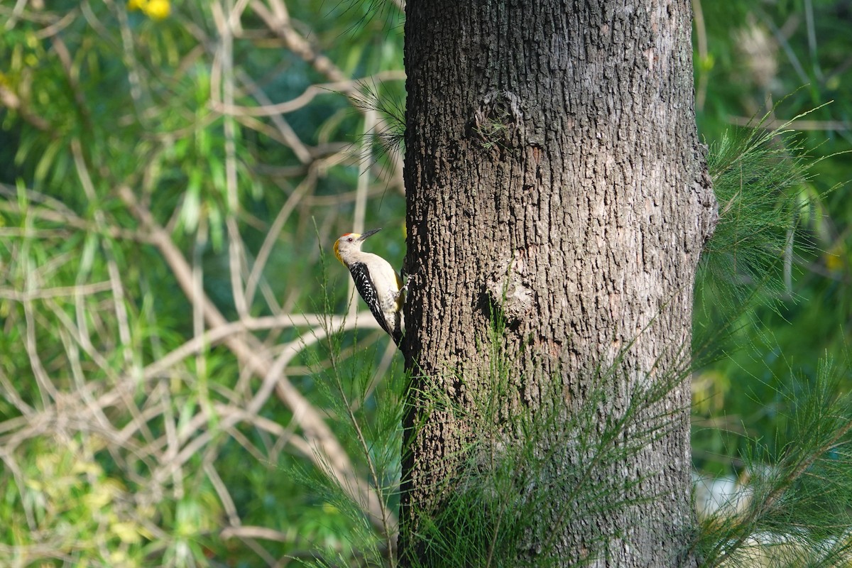 Golden-fronted Woodpecker - ML646459547