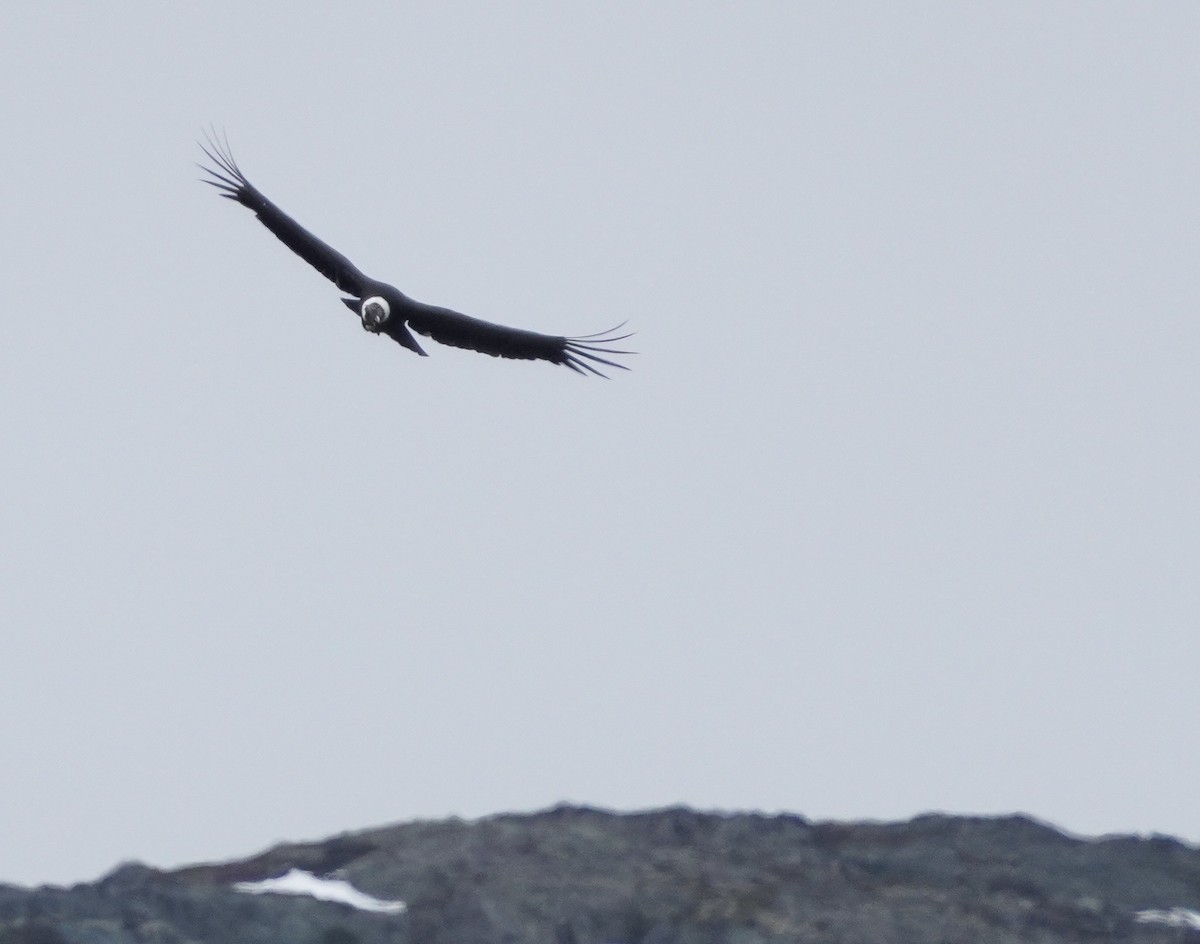 Andean Condor - ML646459548