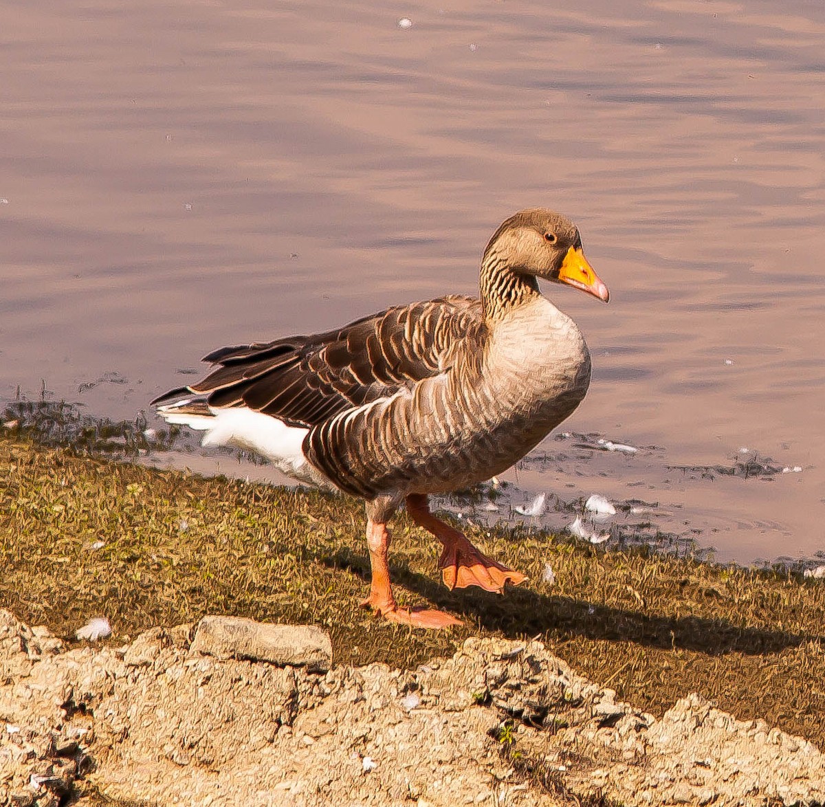 Graylag Goose - ML646459549