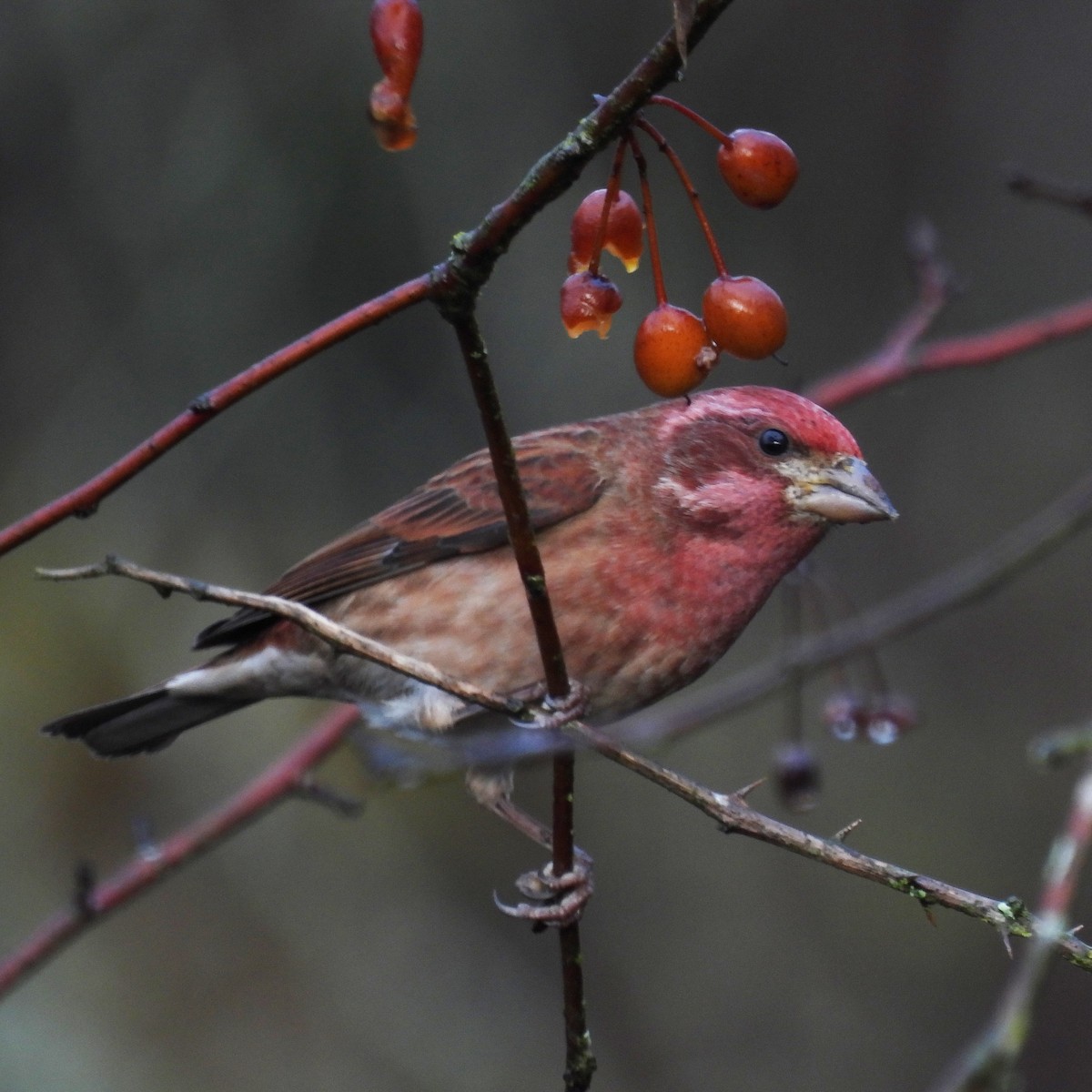 hýl nachový - ML646459550