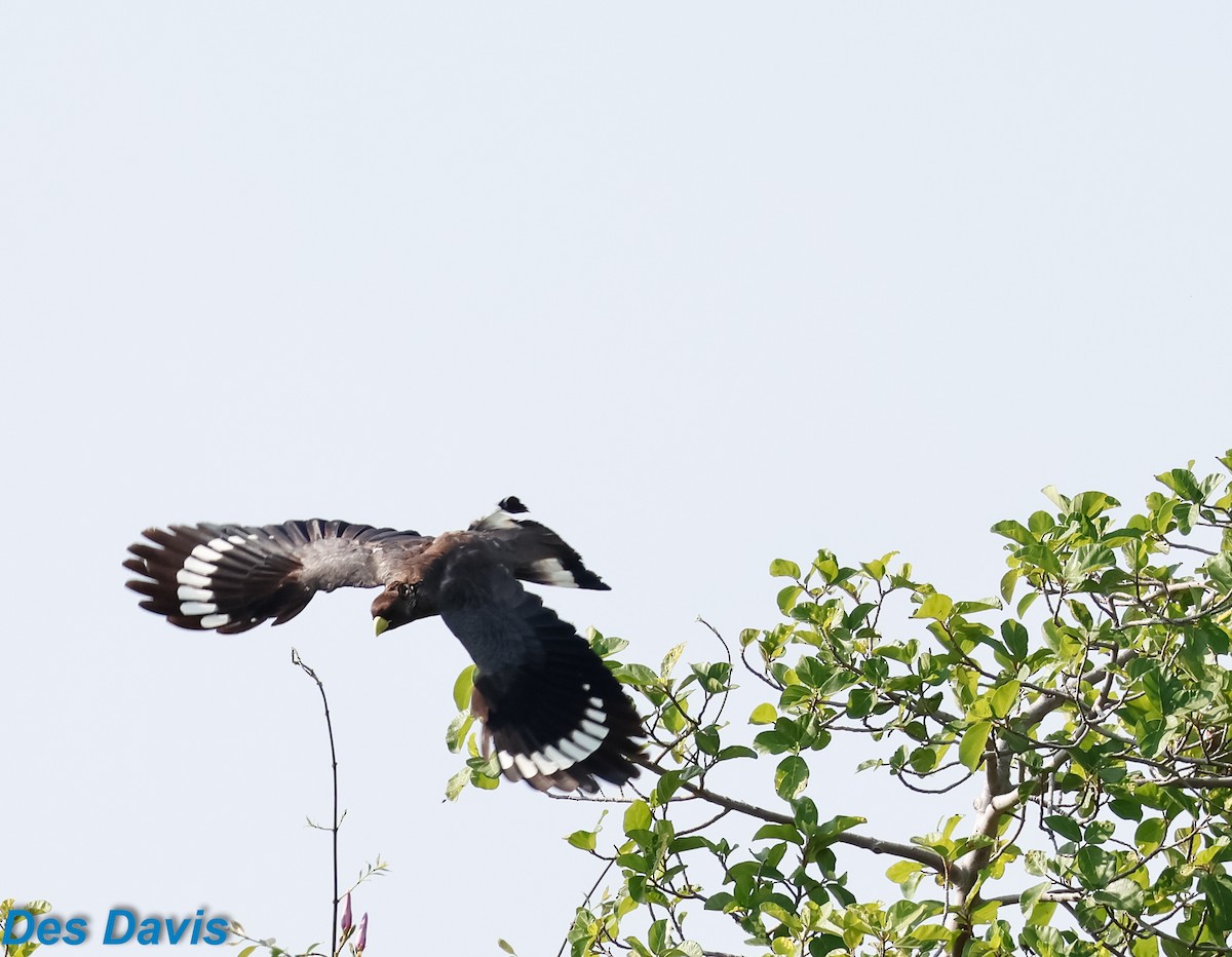Eastern Plantain-eater - ML646459551