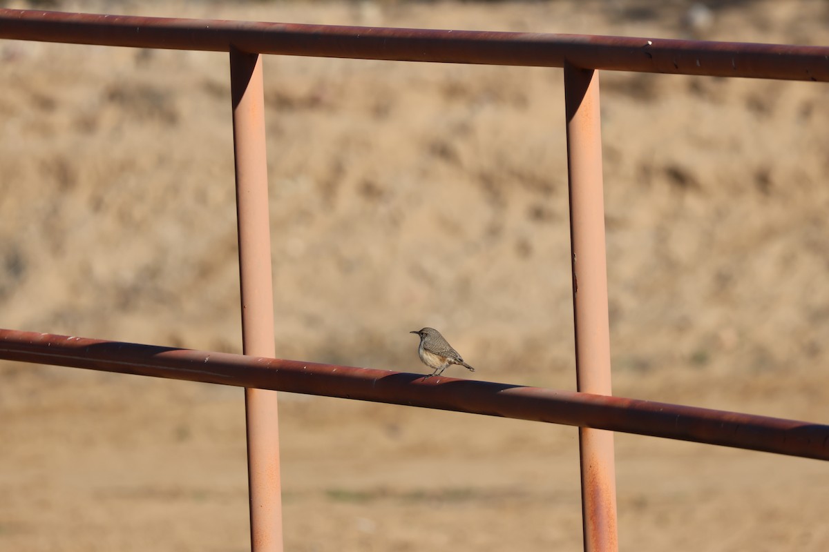 Rock Wren - ML646459552