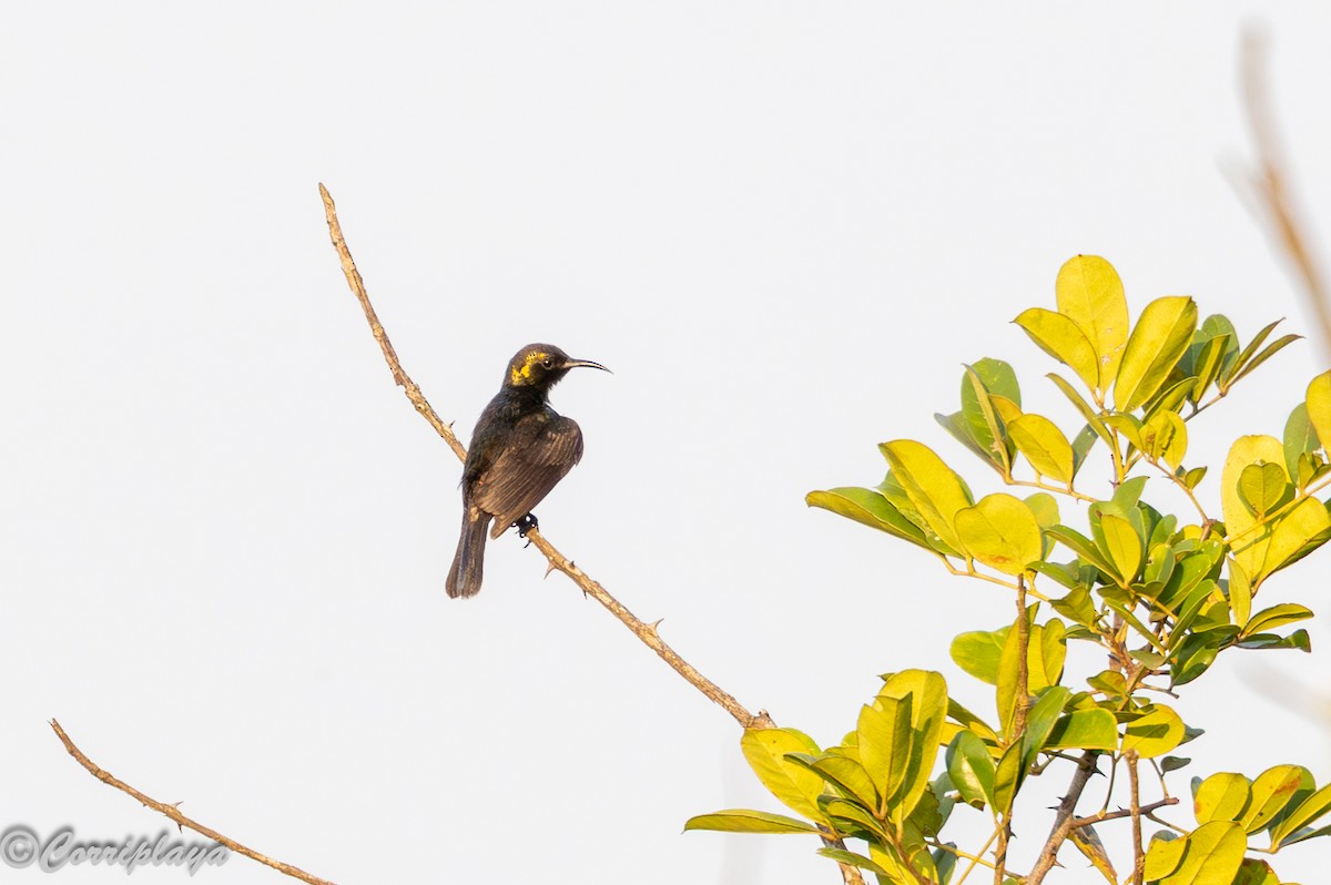 Copper Sunbird - ML646459553