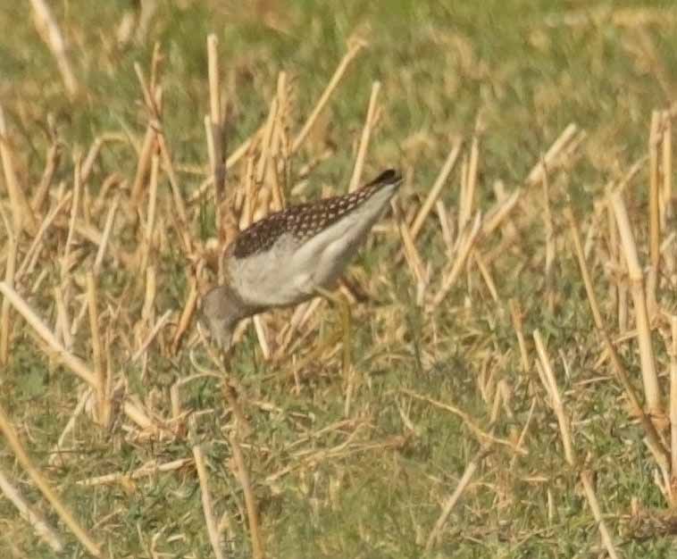 vodouš bahenní - ML646459554