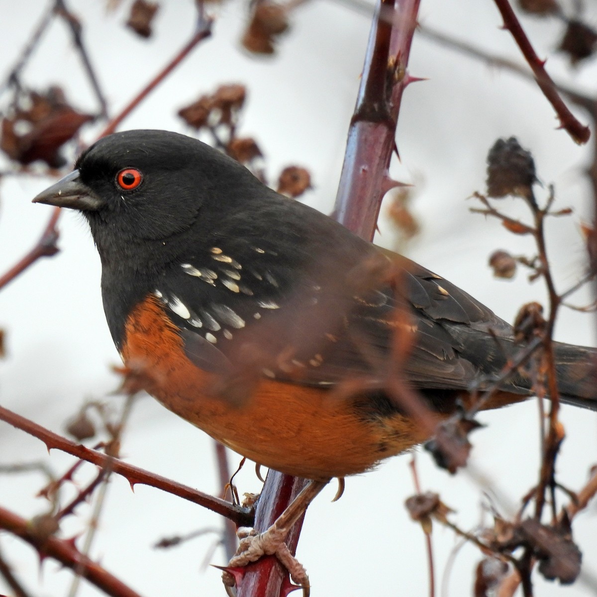 Spotted Towhee - ML646459555