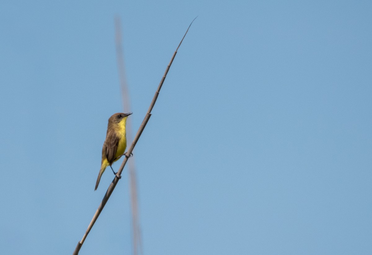 Ticking Doradito - ML646459556