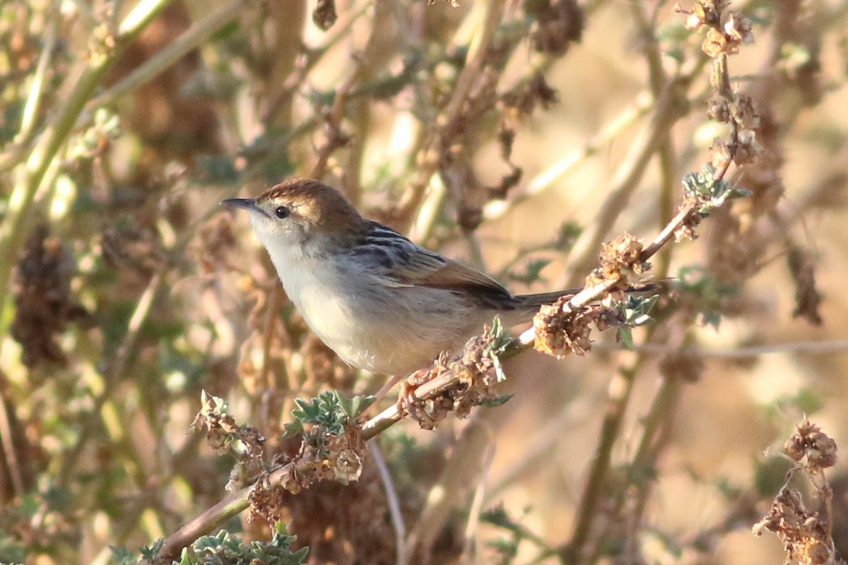 Levaillant's Cisticola - ML646459558