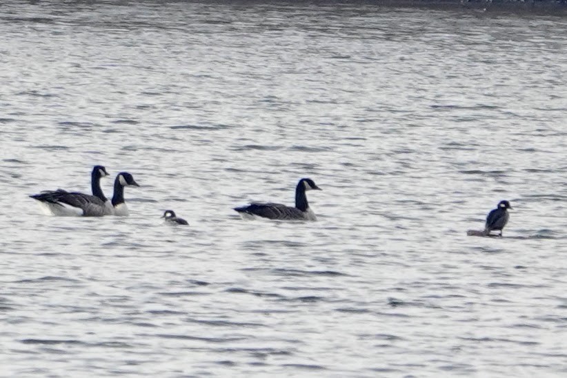 Bufflehead - ML646459559