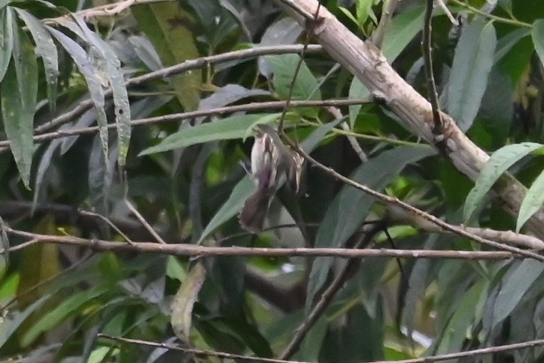 Choco Tyrannulet - ML646459560