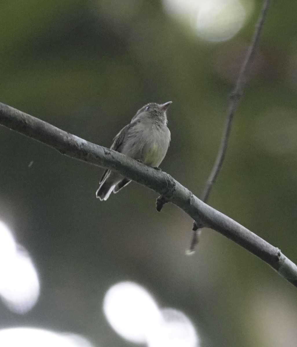 Dwarf Tyrant-Manakin - ML646459562
