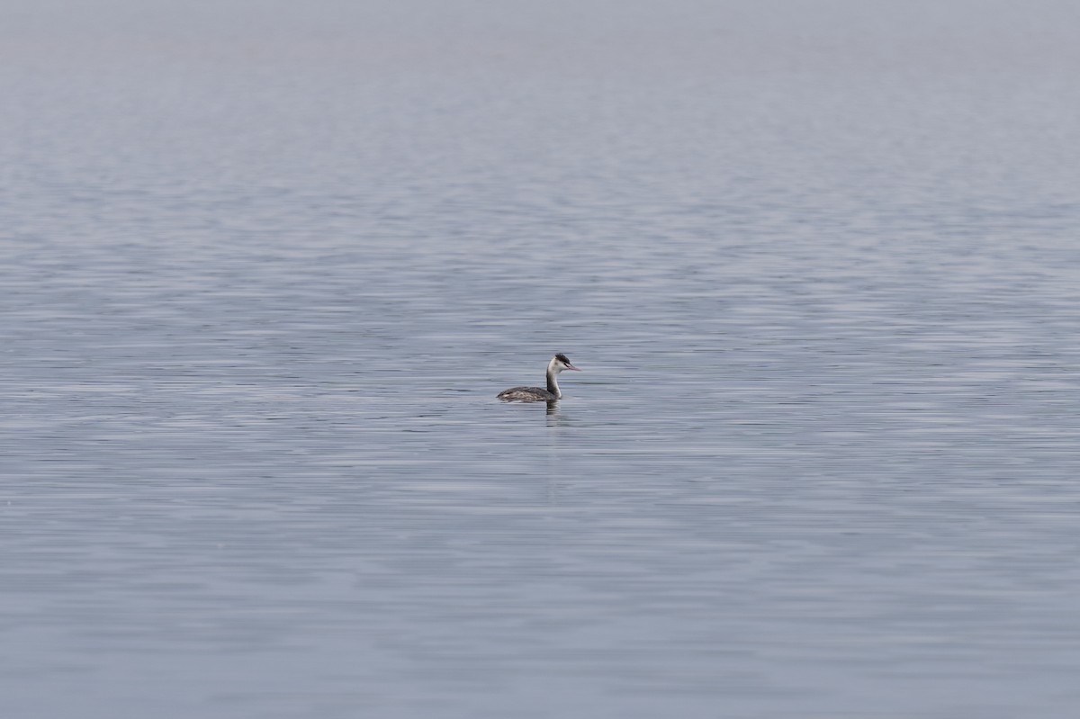 Great Crested Grebe - ML646459563