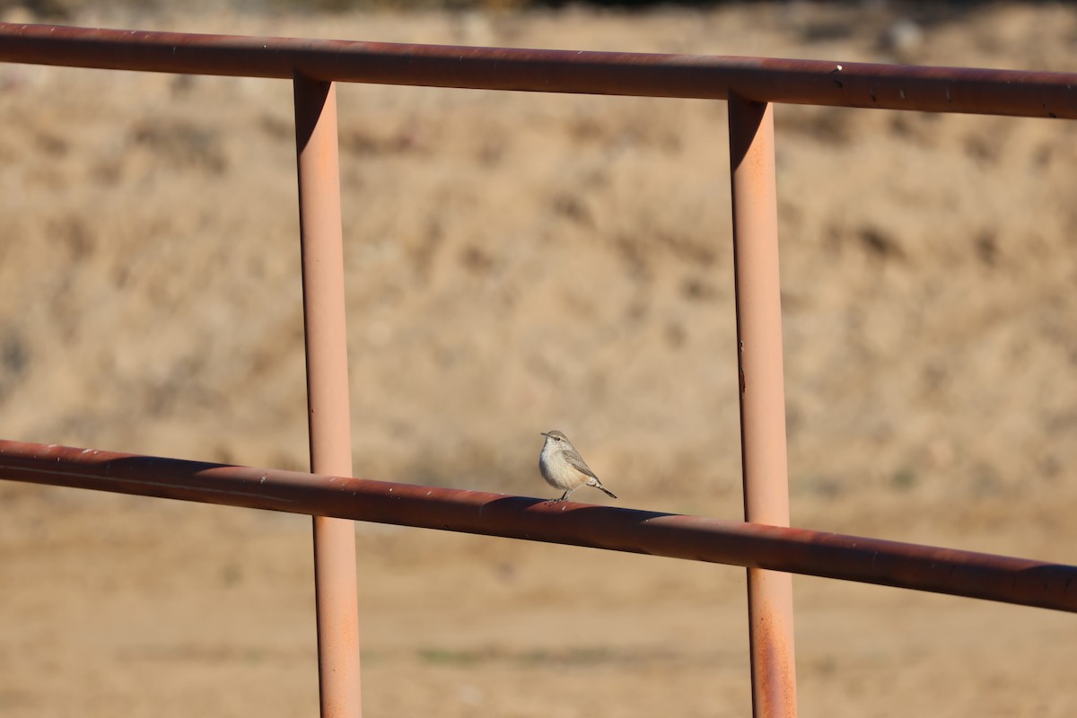 Rock Wren - ML646459564