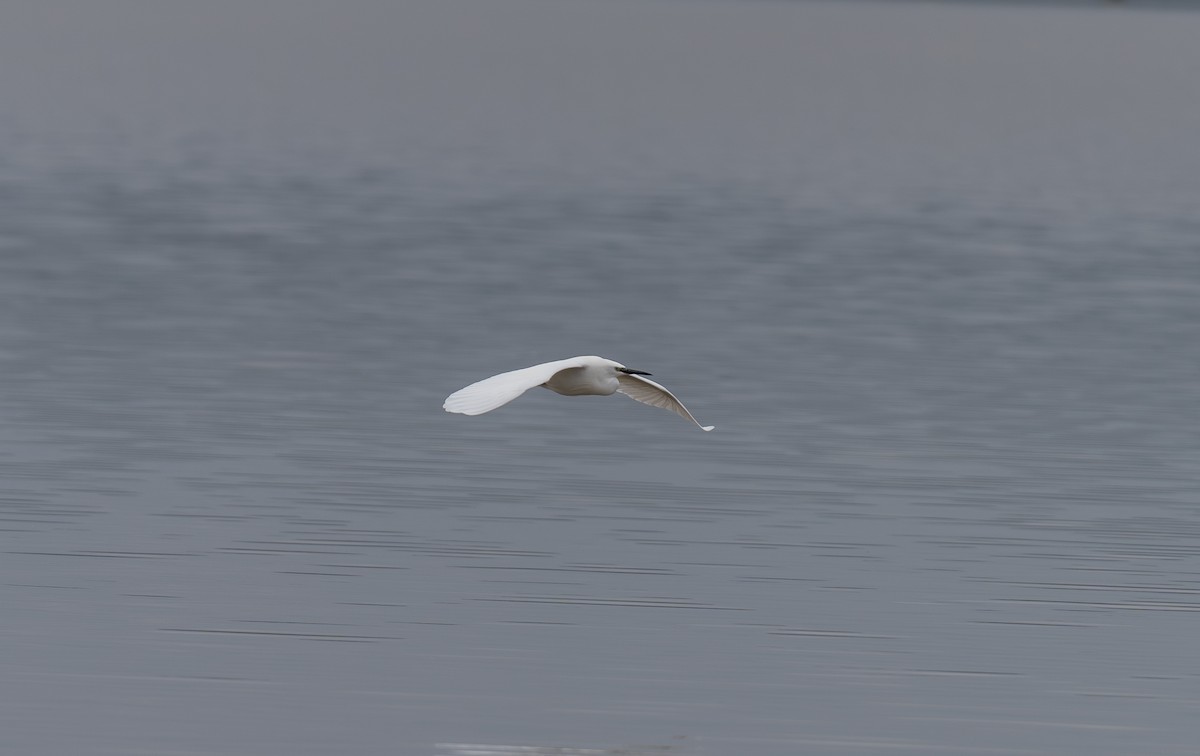 Little Egret - ML646459565