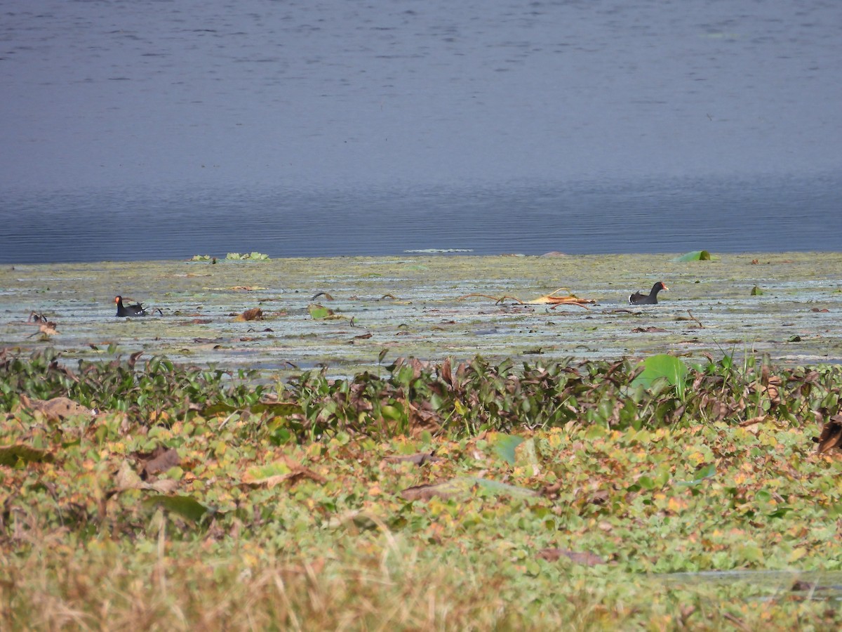 Common Gallinule - ML646459566