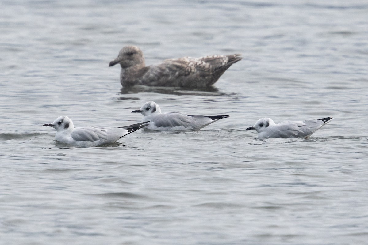 racek Bonapartův - ML646459567