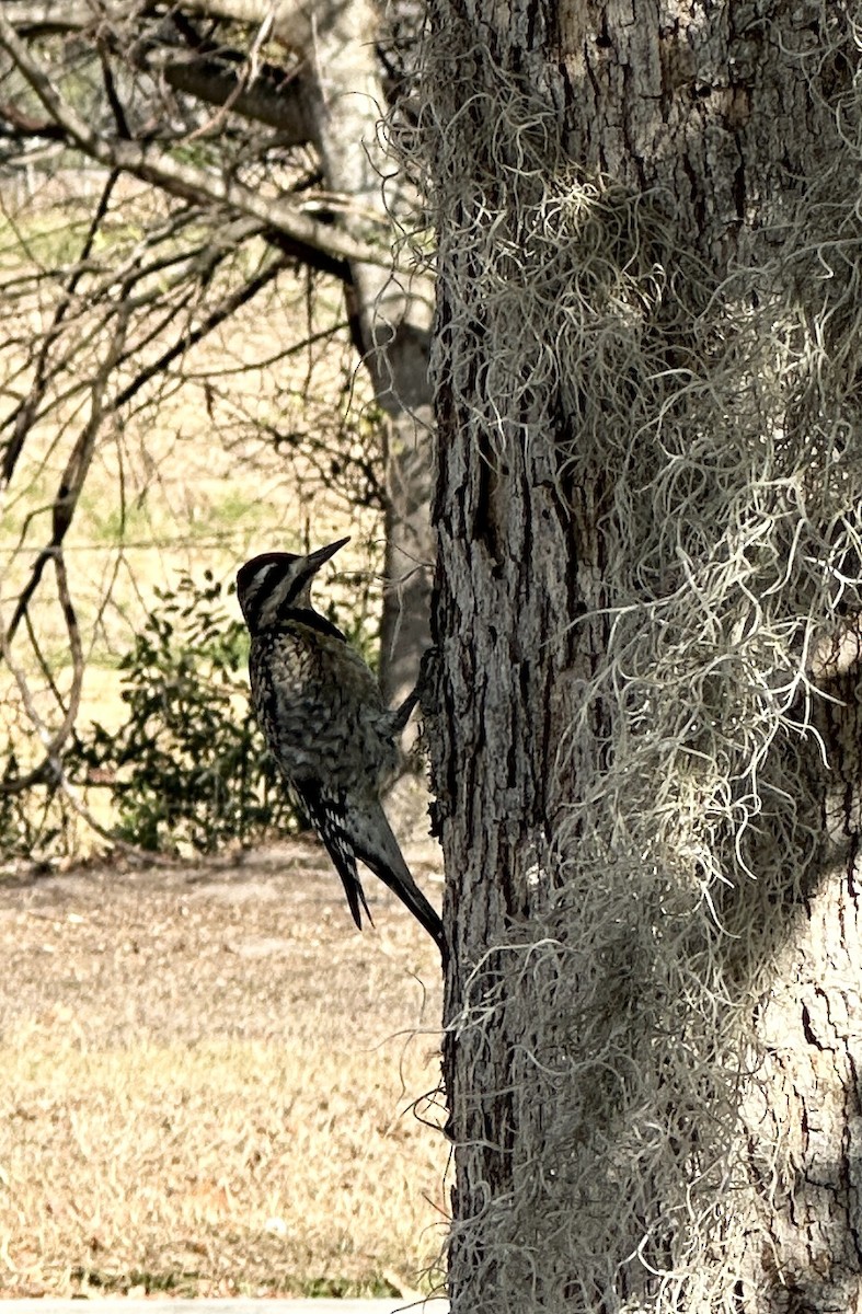 datel rudohrdlý - ML646459568