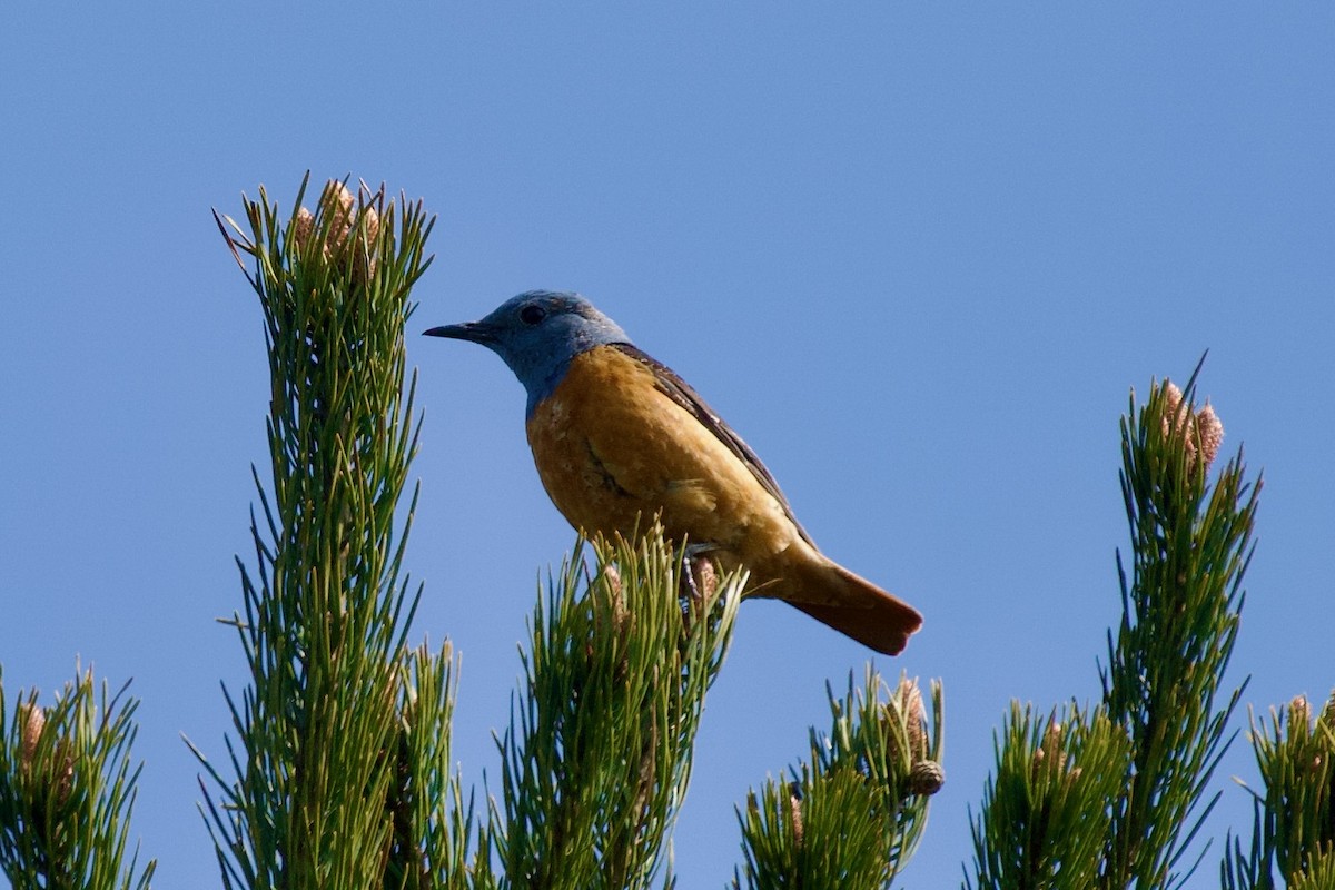 skalník zpěvný - ML646459569