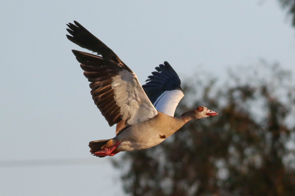 husice nilská - ML646459570