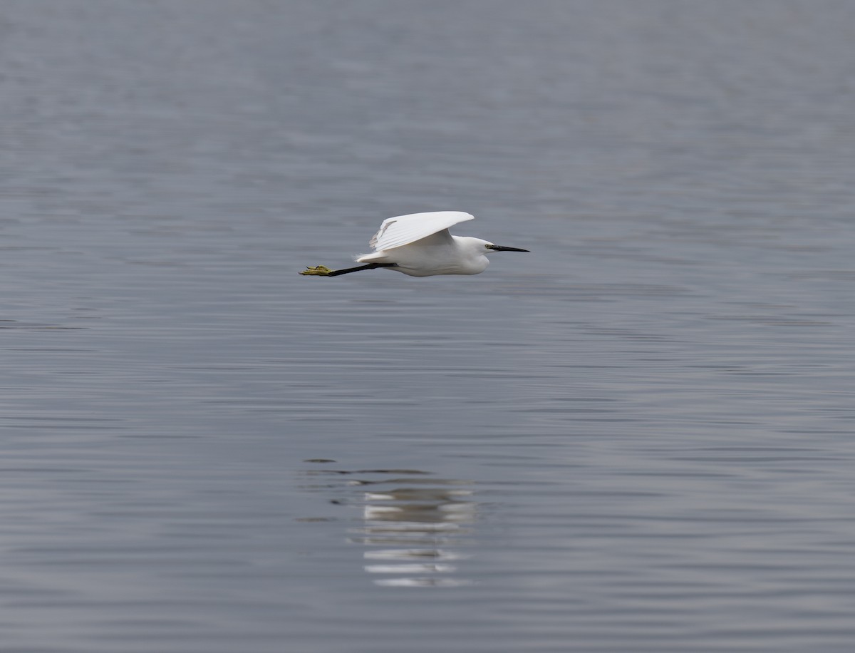 Little Egret - ML646459571